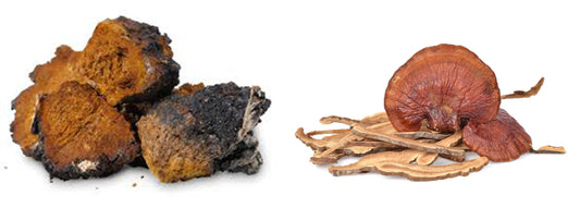 Reishi and Chaga: Mushrooms for Stress and Immunity