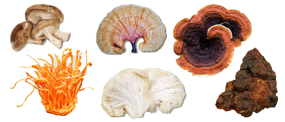 Unlocking the Power of Functional Mushrooms